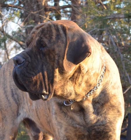 English Mastiffs English Mastiffs