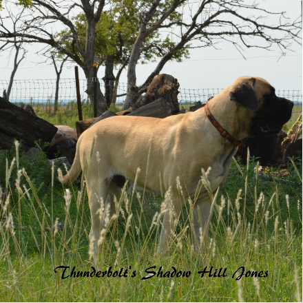 English Mastiff Male Puppies in Kansas at Thunderbolt Mastiffs English Mastiff Male Puppies in Kansas at Thunderbolt Mastiffs