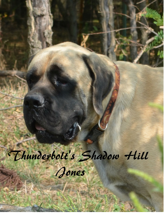 Male English Mastiff Puppies in Kansas at Thunderbolt Mastiffs Male English Mastiff Puppies in Kansas at Thunderbolt Mastiffs