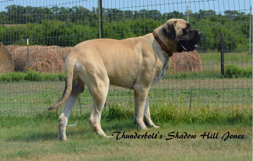 Thunderbolt Mastiffs Jones Thunderbolt Mastiffs Jones