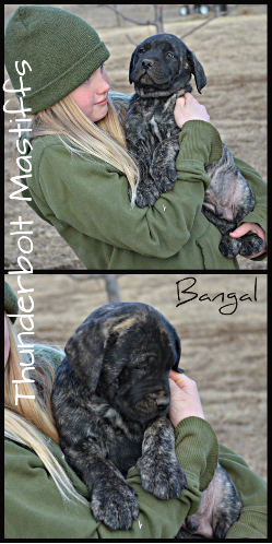 English Mastiff Puppies at Thunderbolt Mastiffs English Mastiff Puppies at Thunderbolt Mastiffs