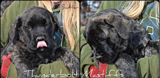 Purebred English Mastiff Puppies at Thunderbolt Mastiffs Purebred English Mastiff Puppies at Thunderbolt Mastiffs